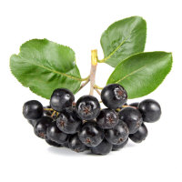 Aronia